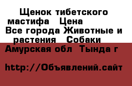 Щенок тибетского мастифа › Цена ­ 60 000 - Все города Животные и растения » Собаки   . Амурская обл.,Тында г.